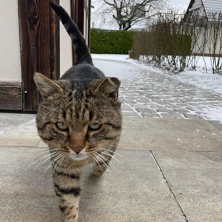 Gasthuis Kleiner Koenig 3*